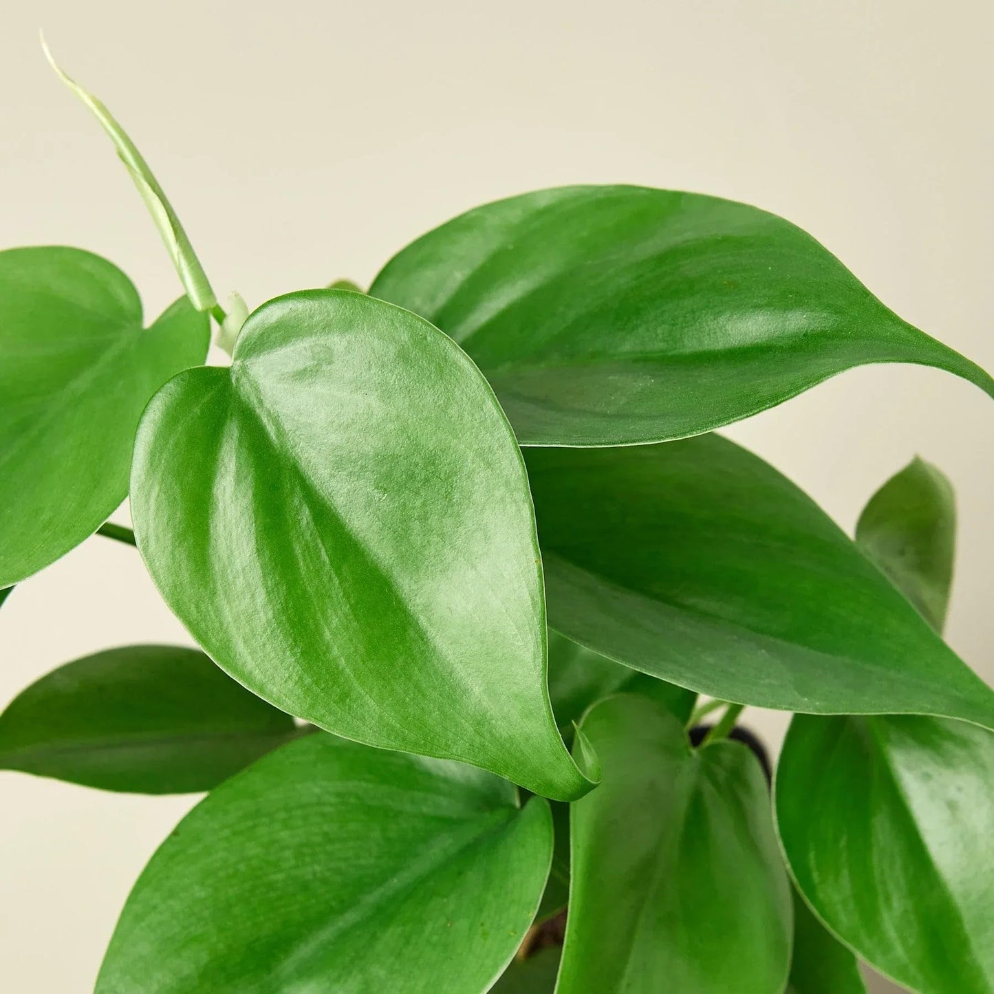 Philodendron Cordatum Heartleaf | Live Plant for Indoor & Outdoor | for Living Room, Office, Bathroom | (3" Pot)