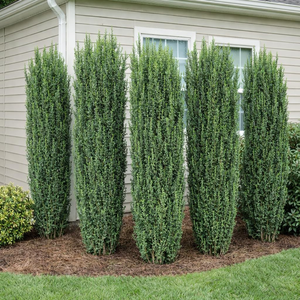 2 Sky Pencil Holly Live Plants, 2.5-Inch Pot, 6–12 Inch Tall Japanese Holly Shrubs, Easy Care Evergreen Trees for Outdoor Landscaping