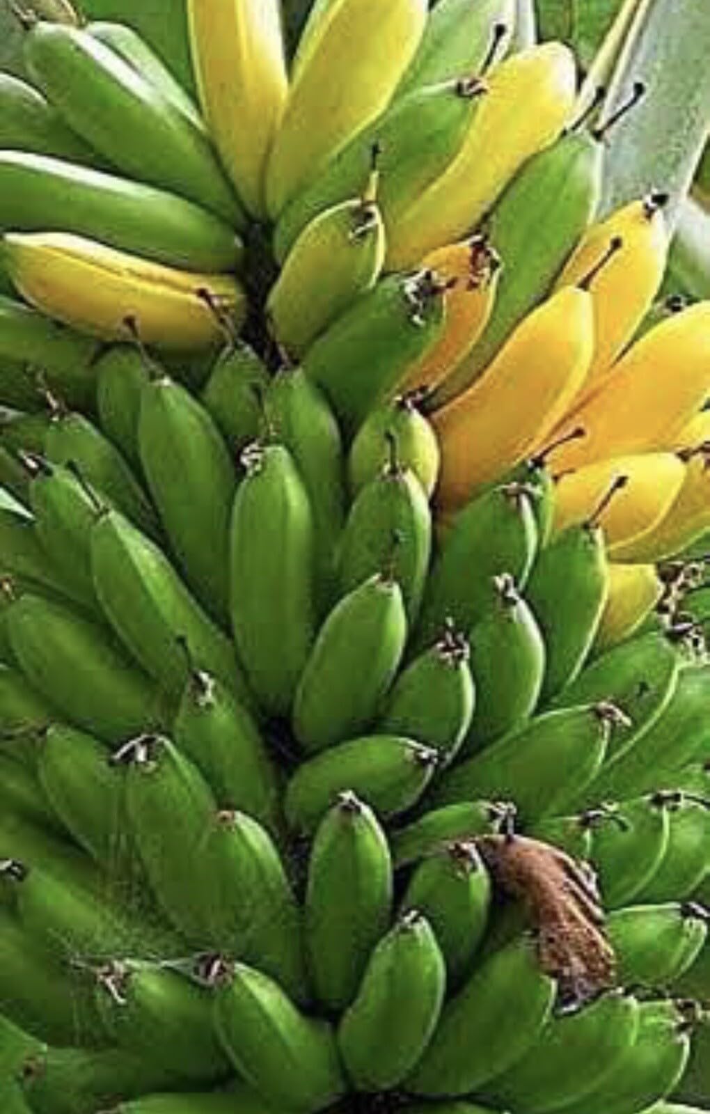 Live Plant - Musa - Dwarf Cavendish - 4 “Banana Tree