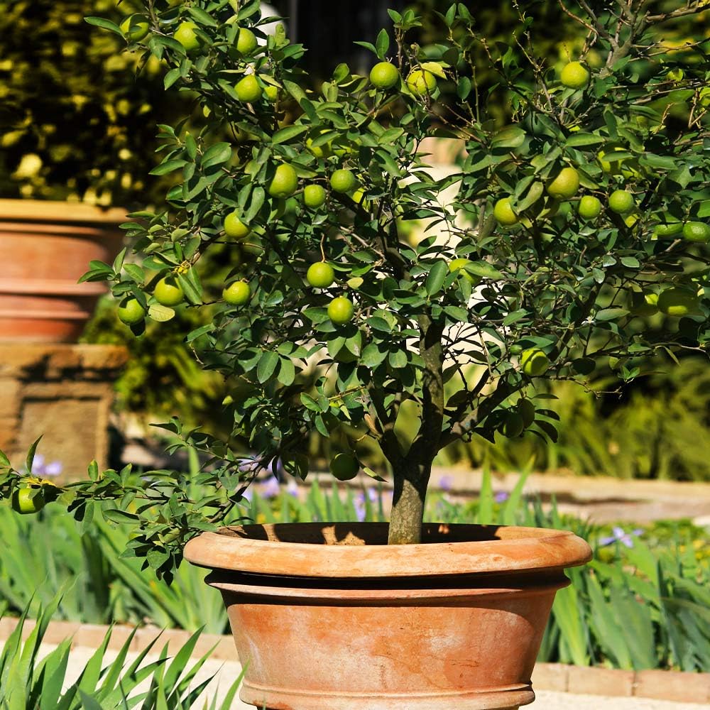 Dwarf Key Lime Tree Seeds, 10 Count, Indoor/Outdoor Container Growing Limited Supply Order Now!