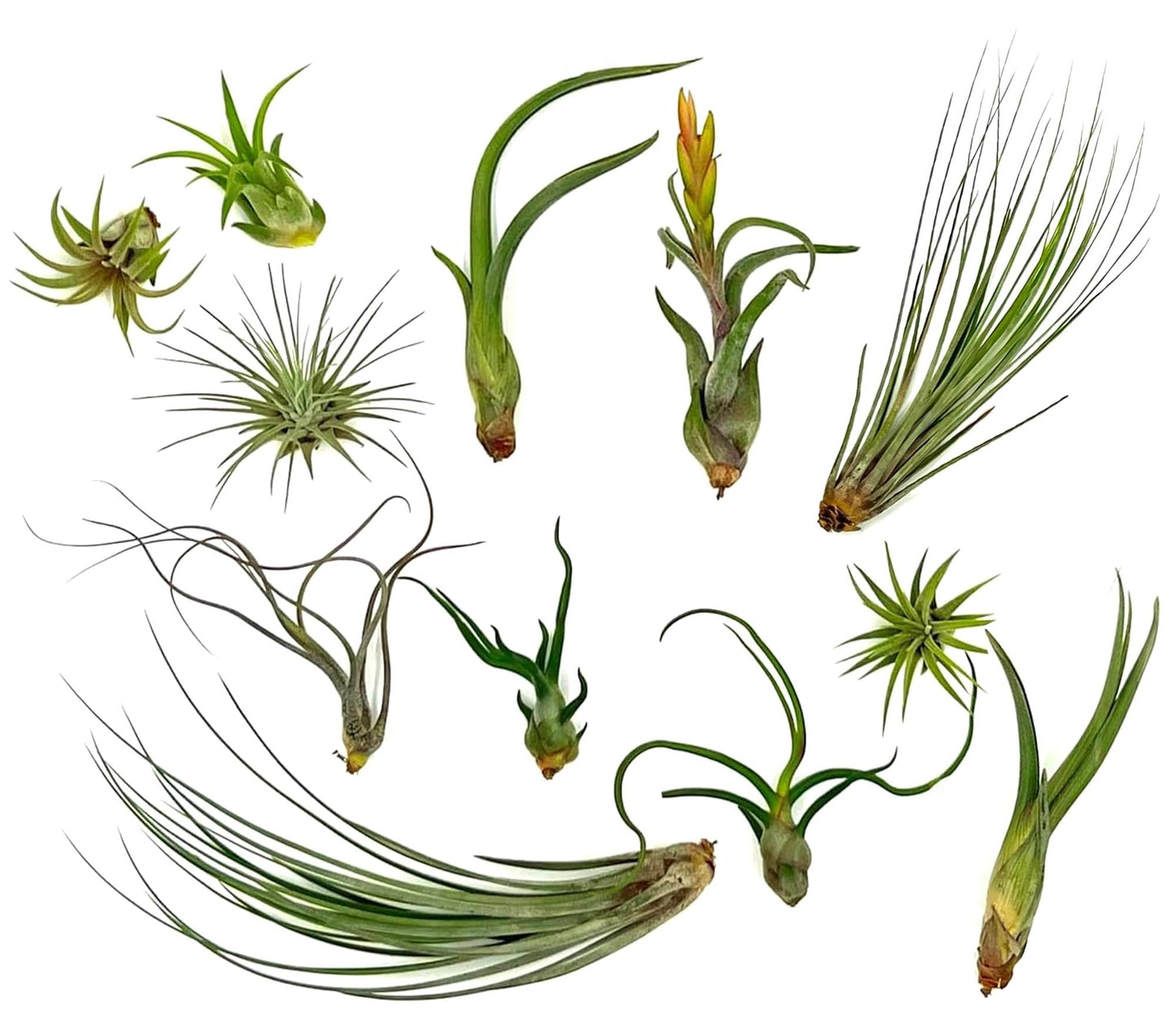 Live Air Plants - Tillandsia Variety, Regular 1-3" - 12ct - Live Arrival Guaranteed, House Plants for Home Decor & Gift