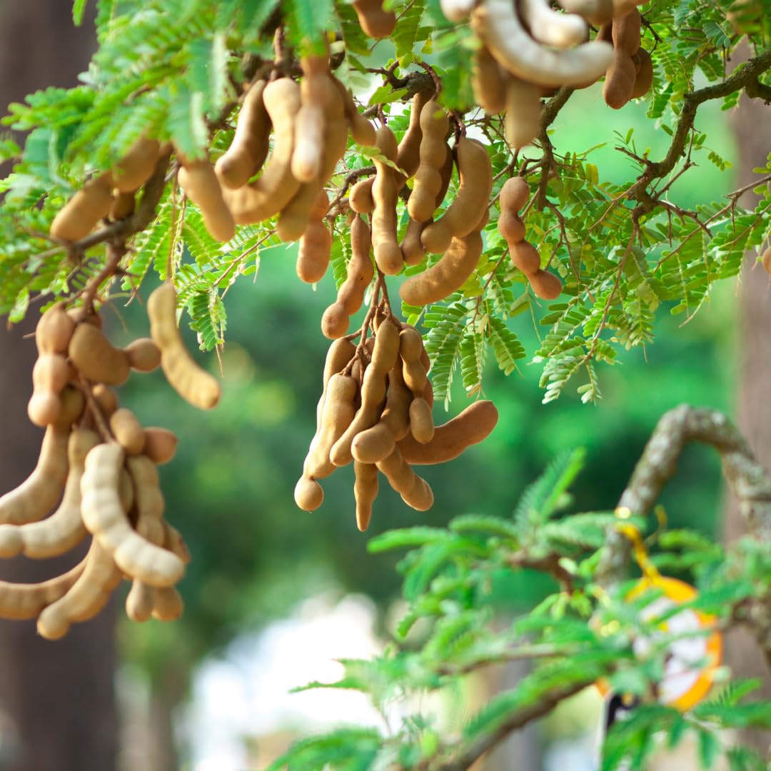 Live Tamarind Tree Plant, Edible Tropical Fruit Tree, Tamarind Fruit Plant, 7-12 Inches Tall for Outdoor Planting