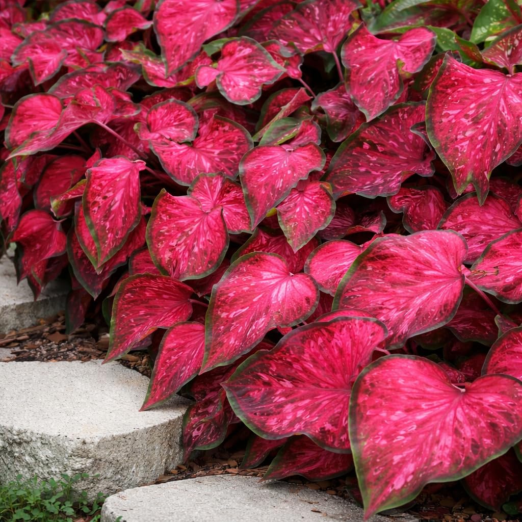 Scarlet Flame Caladium Bulbs for Planting - Red/Pink and Green Strap Leaf Caladium - Perennial Hosta, Elephant Ears, Fancy (6 Bulbs)