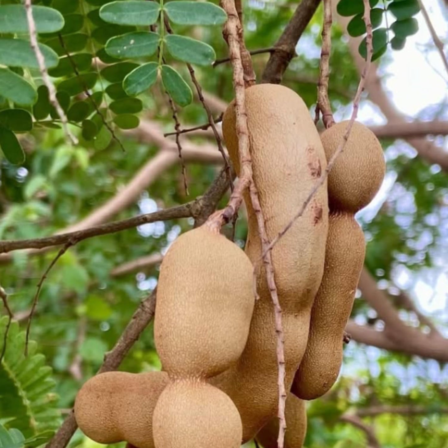 Tamarind Tree Live Plant, Tropical Tamarind Fruit Tree, 2-3 Feet in Gal Pot, Outdoor Planting
