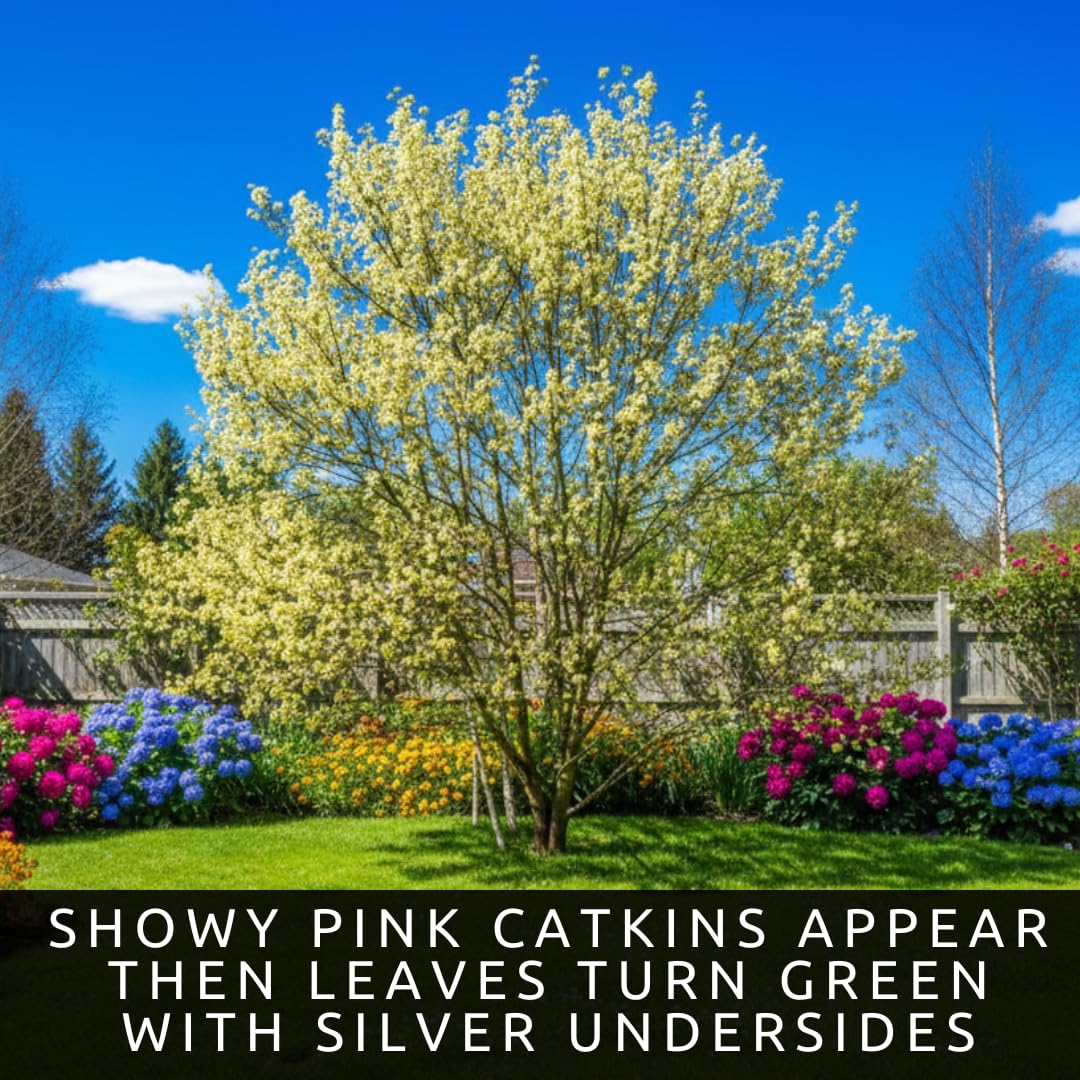 Pink Pussy Willow Tree Cuttings to Plant - Fresh Cuttings, Ready to Plant (4 Cuttings)