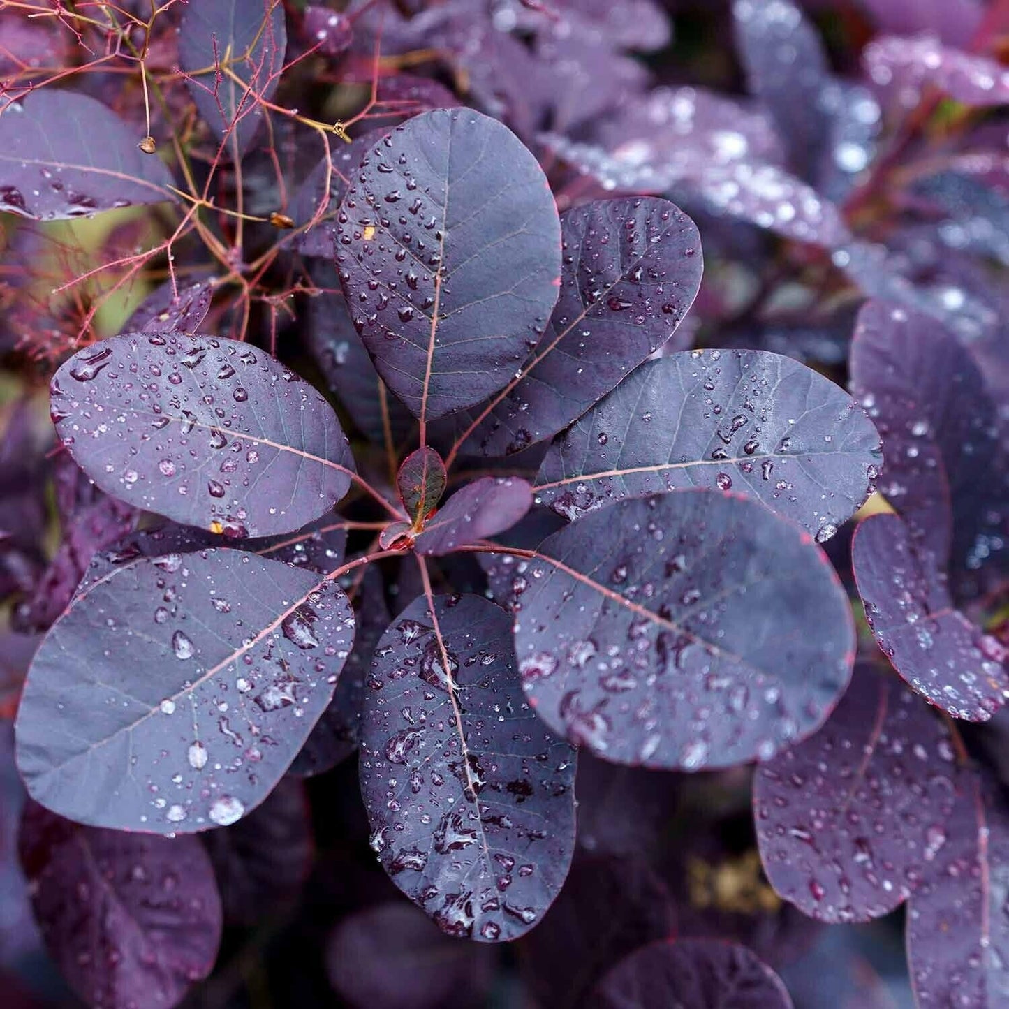 Purple Smoke Tree 12-18" Tall - Quart Pot - Live Plant