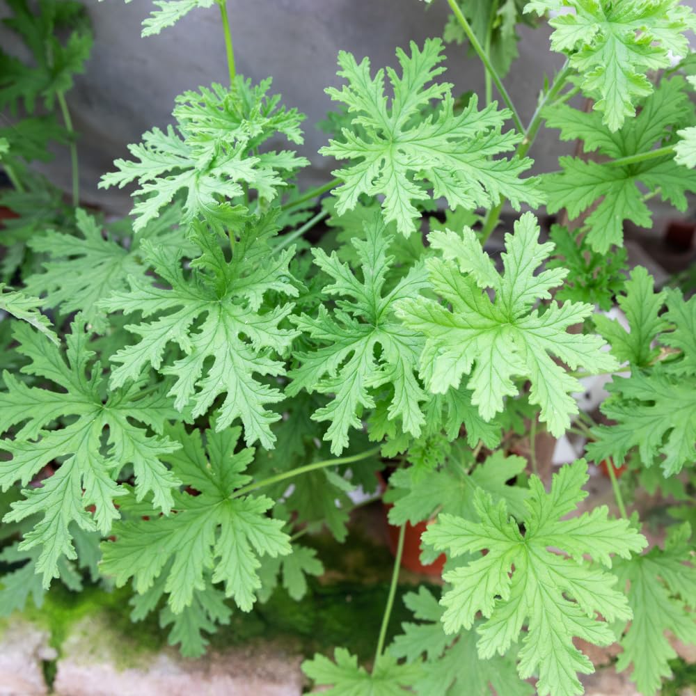 TriStar Plants - Scented Citronella Geranium - 1 Gallon Growing Container - Root Established, Citronella Scented Geranium, Pelargonium Graveolens Citronella, Citronella Geranium Plant, Citrosa
