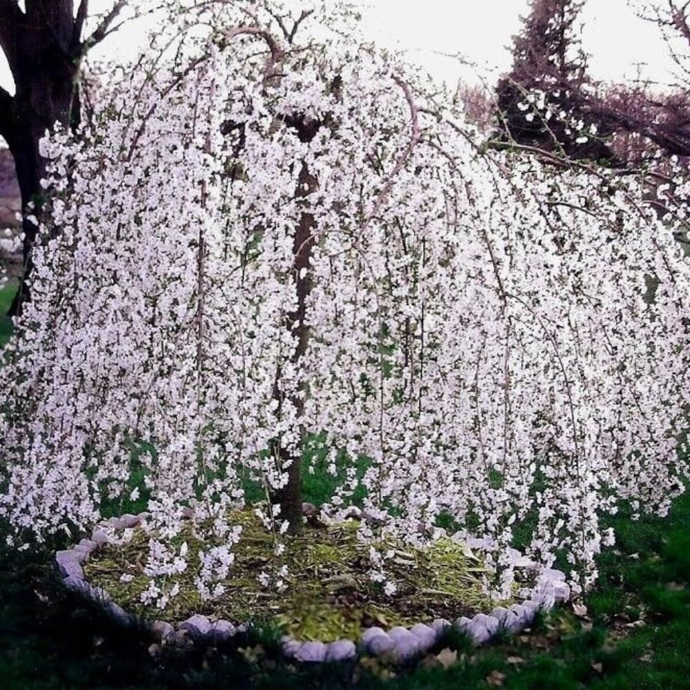 Cherry Blossom Tree, Live Ornamental Tree 6-12" Tall in Pot, Beautiful Spring Blooms for Outdoor Planting (Weeping Cherry Blossom)