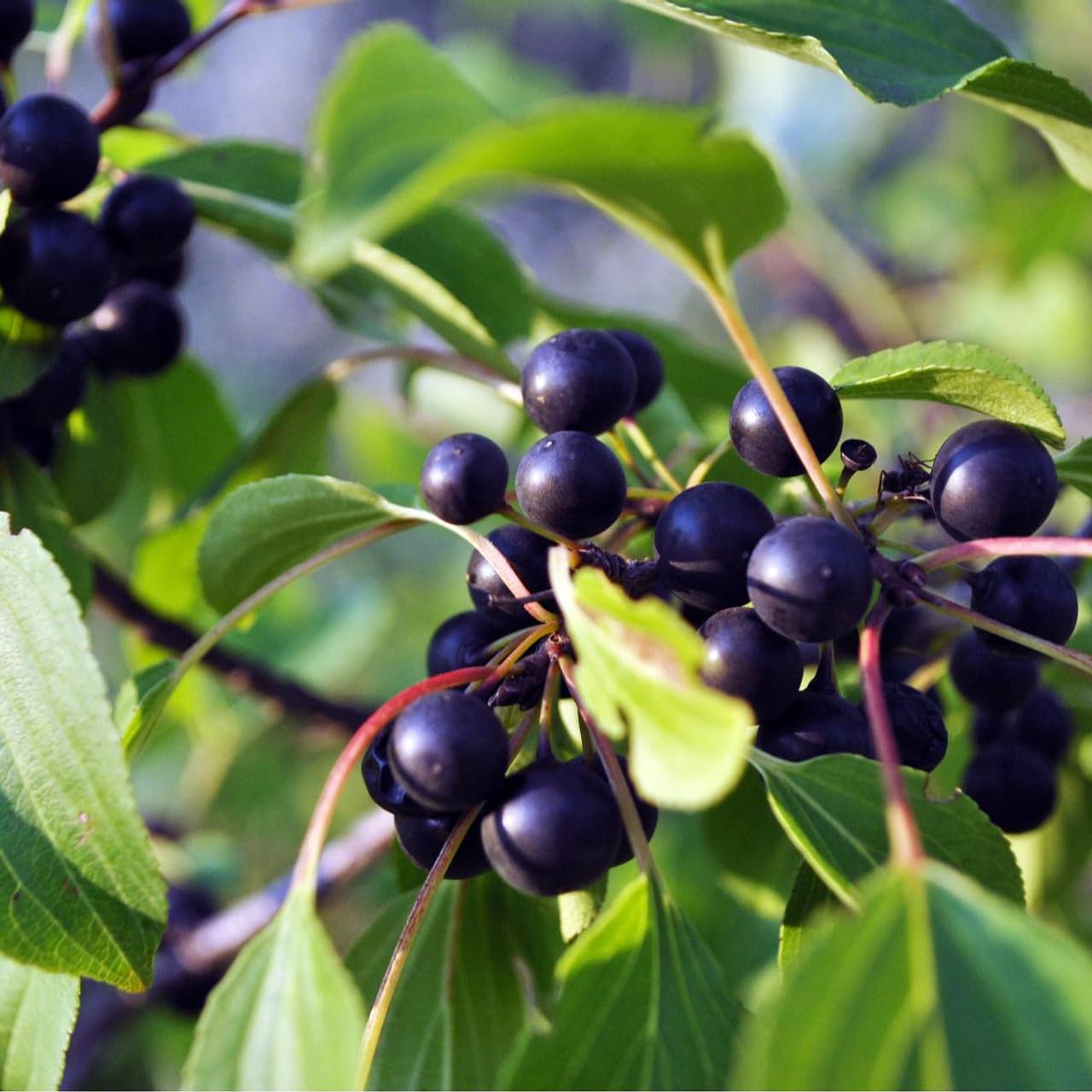 2 Black Cherry Trees - 2-3 Feet Tall Live Plants - 24-36" Tall Wild Cherry Fruit Tree Saplings - Prunus serotina - (Pack of 2)