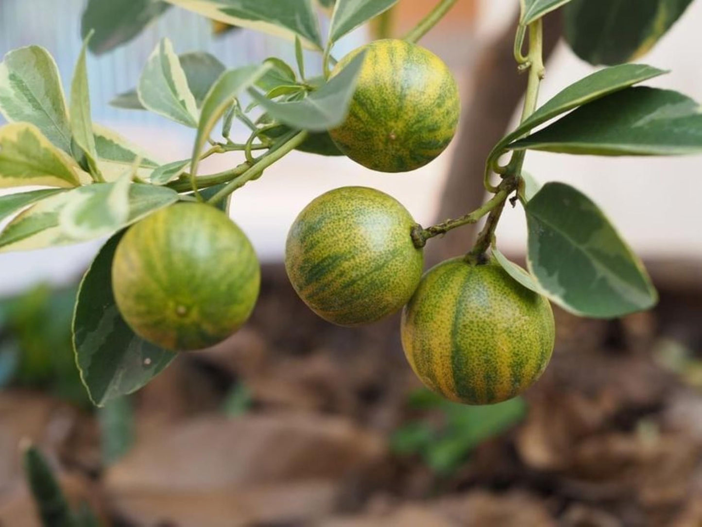 California only! Variegated Calamondin Calamansi Semi-Dwarf Tree, 24-36" Tall, grafted