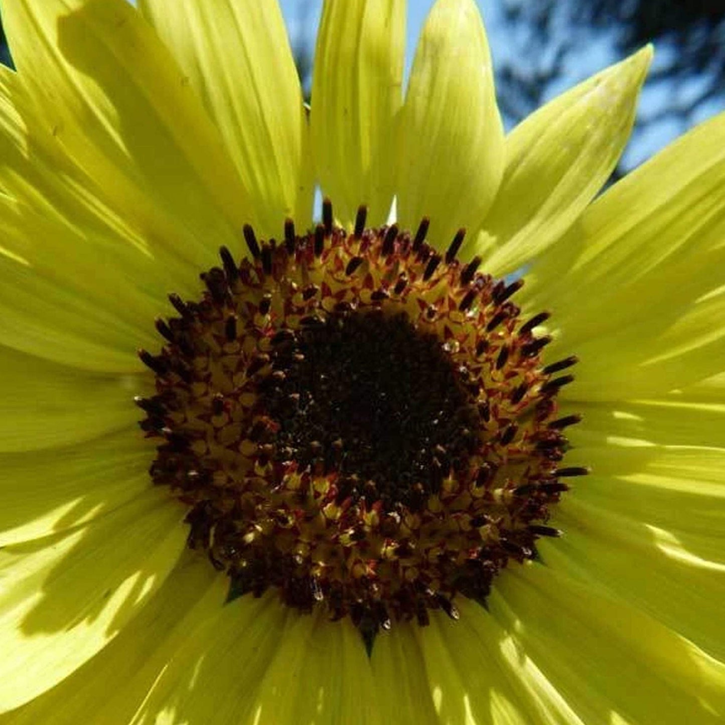 Lemon Queen Sunflower - 1/4 LB Bulk ~2,700 Seeds - Non-GMO, Heirloom, Open Pollinated Flower Gardening Seeds