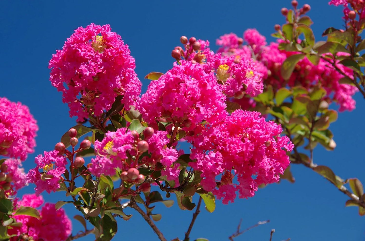Crape Myrtle Tonto | 1 Extra Large Trade 3 Gallon Plant | Lagerstroemia 'Tonto' | Hardy Fuchsia Blooms | Compact Growth