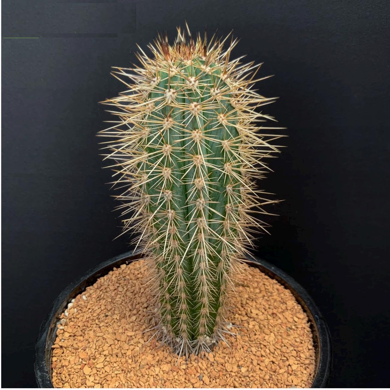 Giant Baja Cardon Cactus (Pachycereus pringlei) - 1 Gal. - Towering Height - Oversized White Flowers