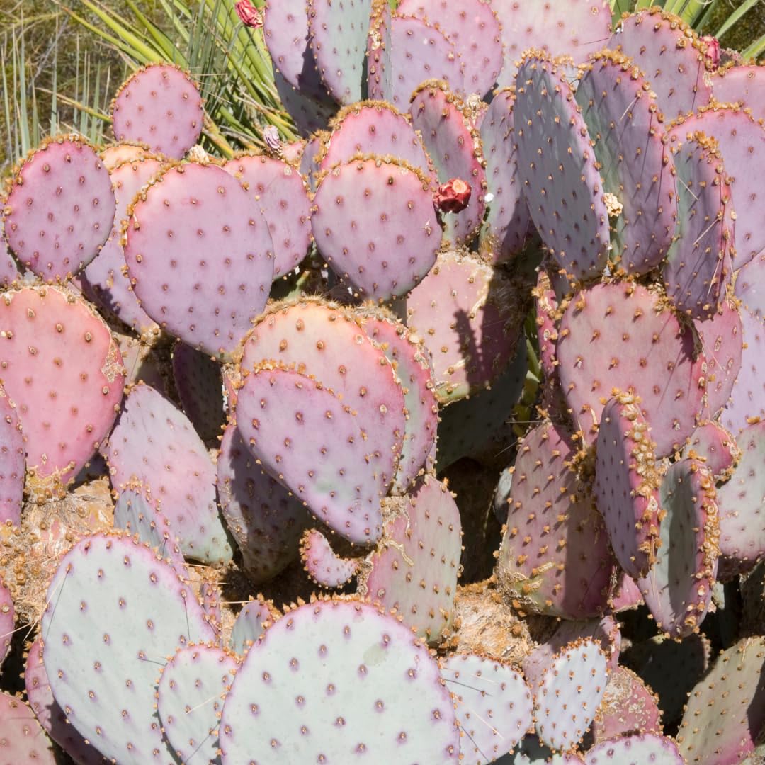 Live Purple Prickly Pear Cactus Plant, Hardy Cactus Succulent, 6-8 Inches Tall for Planting