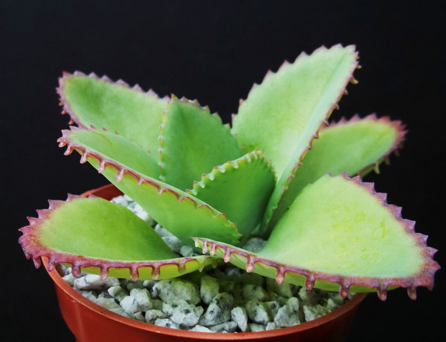 Mother of Thousands Kalanchoe Daigremontiana Mexican Hat Plant Rare Succulent 4 by exotic_cactus_collection