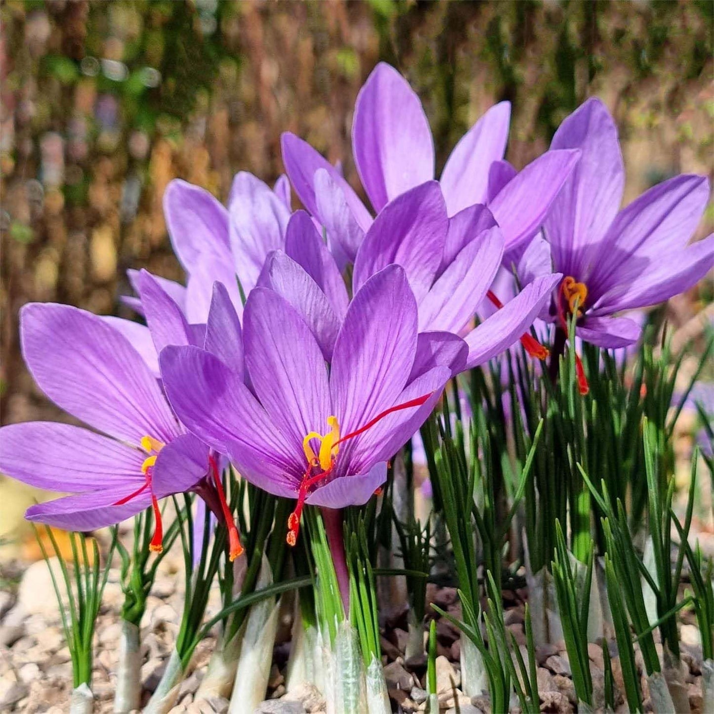 3 Saffron Sativus Crocus Corms - Huge 10+ cm Corms for Planting - Saffron Crocus Bulbs with Complete Planting Instructions - Premium Crocus Sativus Bulbs