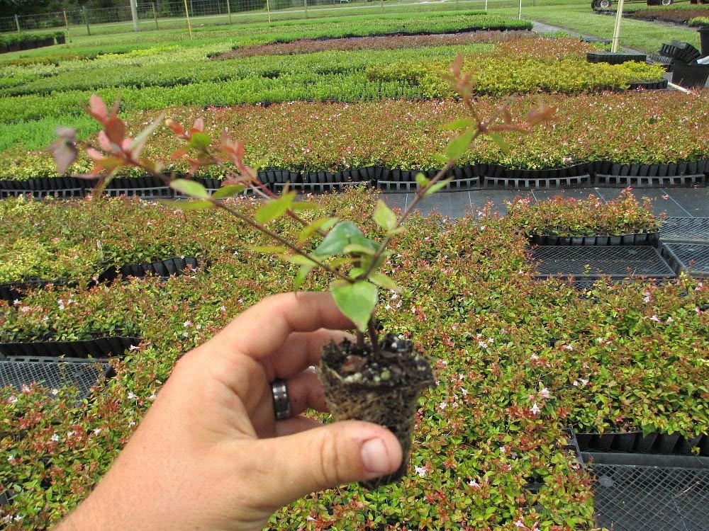 Abelia Grandiflora Edward Goucher - 50 Live Plants - Flowering Deer Resistant Butterfly Attracting Shrub