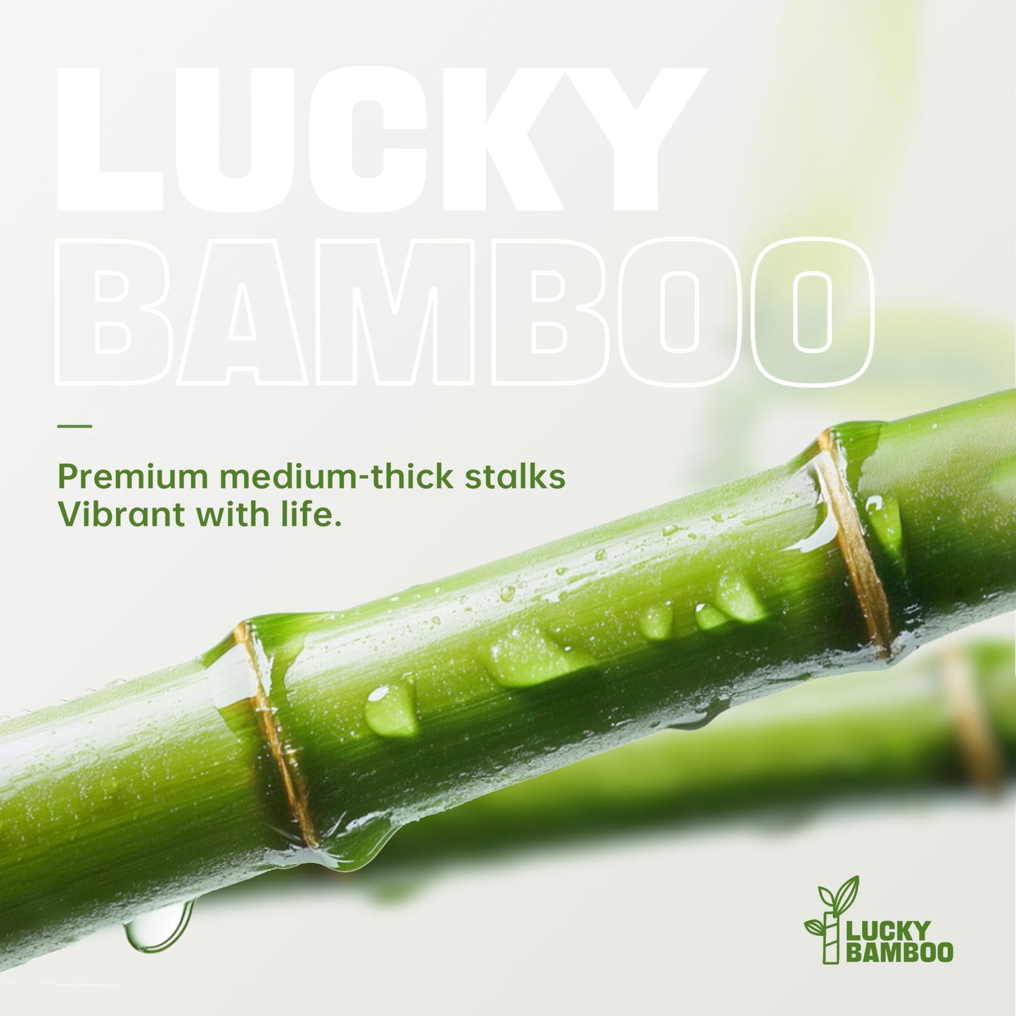 Yagaliga Lucky Bamboo 10 Stalks 18″ Live Indoor Plant Set – Perfect for Low-Light Spaces (Glass Container Not Included)