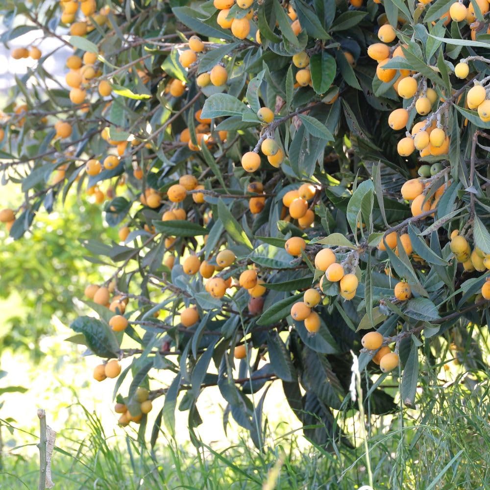 Seedling Loquat Tree Live Plant 3 Gallon, Loquat Fruit Tree 2 to 3ft Tall, Sweet Fruit Tree Growing Plant, No Ship to CA