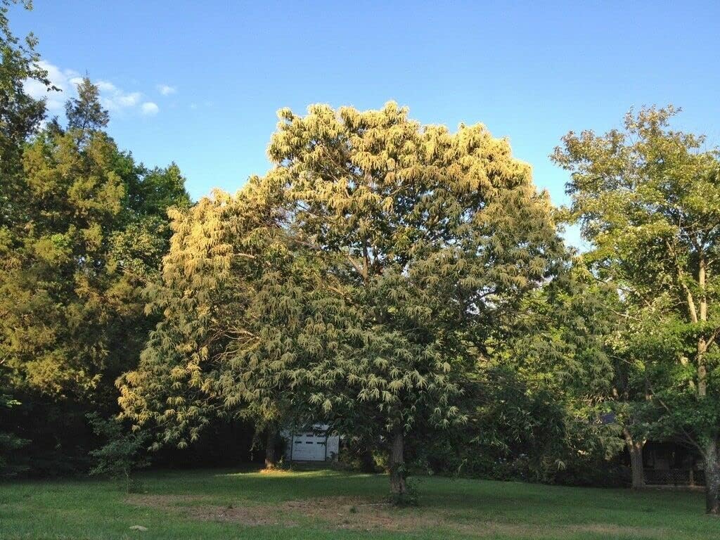 2 Chinese Chestnut Trees - 12-24" Tall Live Plants - Bareroot Seedlings - Castanea mollissima - (2 Pack)