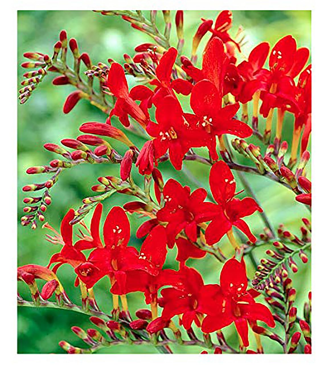5 Lucifer Crocosmia Blubs - Grows 30-48" Tall.