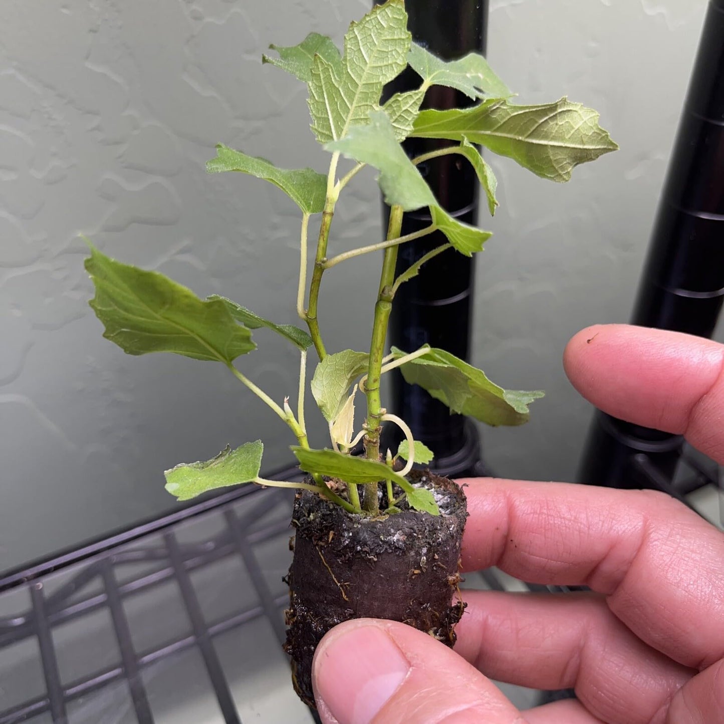 Live Plant - Fig Tree 4 Live Plants -Beers Black, Black Mission