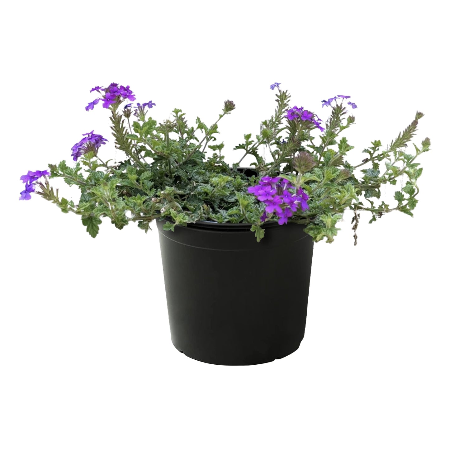 Live Verbena - Purple - Creeping/Trailing Perennial - Healthy Spring Plant - 10" Tall by 6" Wide in 2.5 Qt Pot