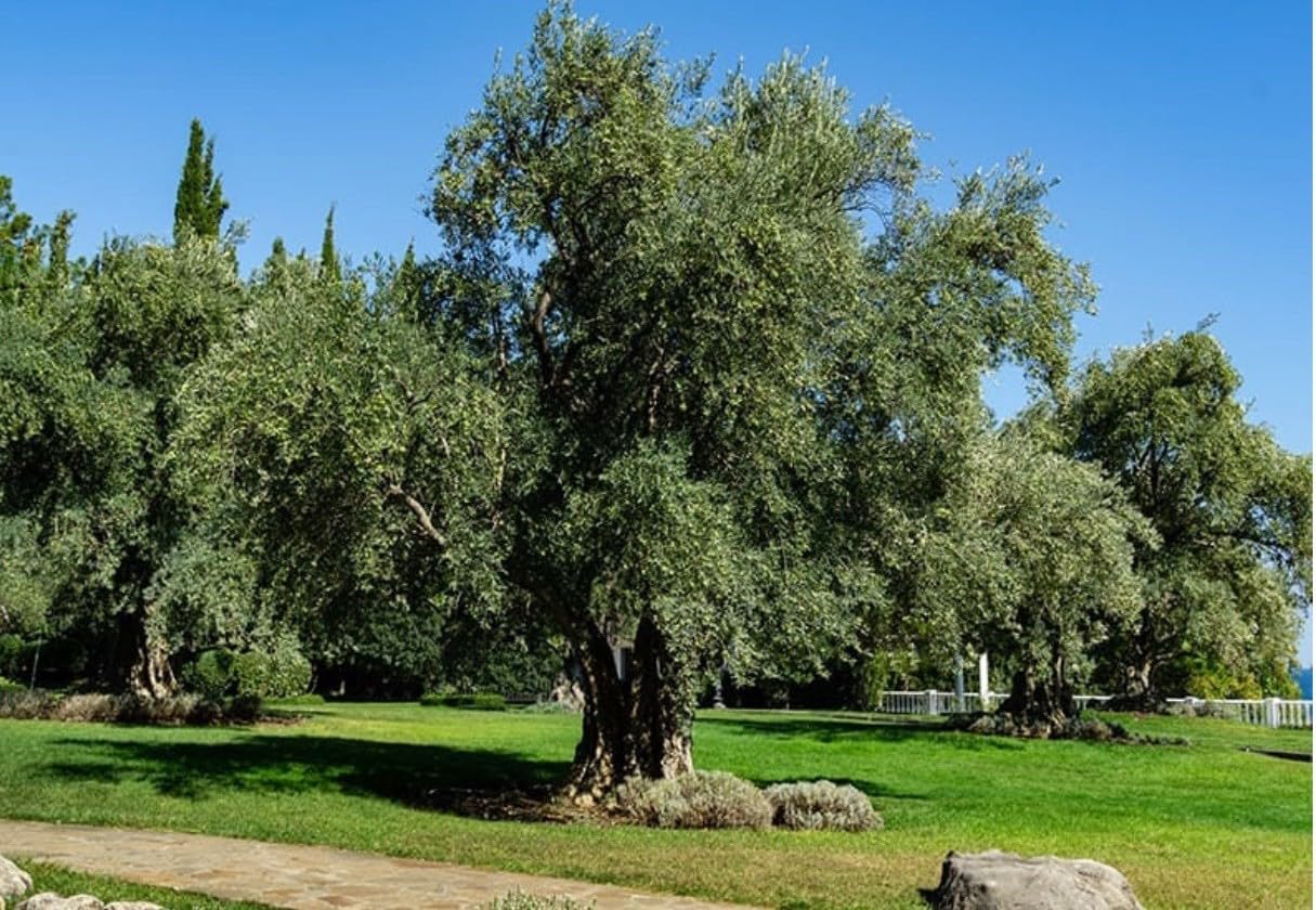 Live Plant - Arbequina Olive Tree-Olea Europea- ONE Small Rooted Plant