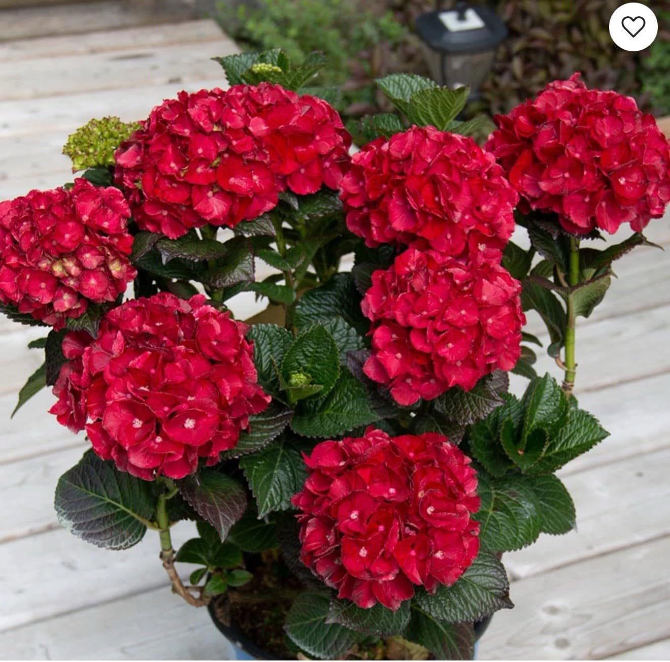 Live Plant - Hydrangea Well Rooted Starter Plant Blood Red Blooms!