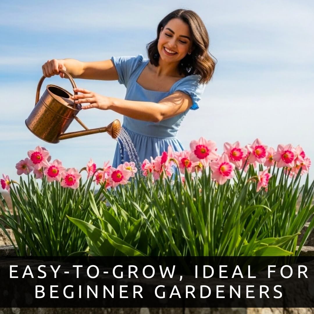 Pink Party Daffodil Bulbs for Planting (10 Bulbs) – Double Pink and White Spring Flowers, Fragrant Perennial Narcissus for Garden Beds, Borders & Containers, Easy-Grow Fall Planted Bulbs