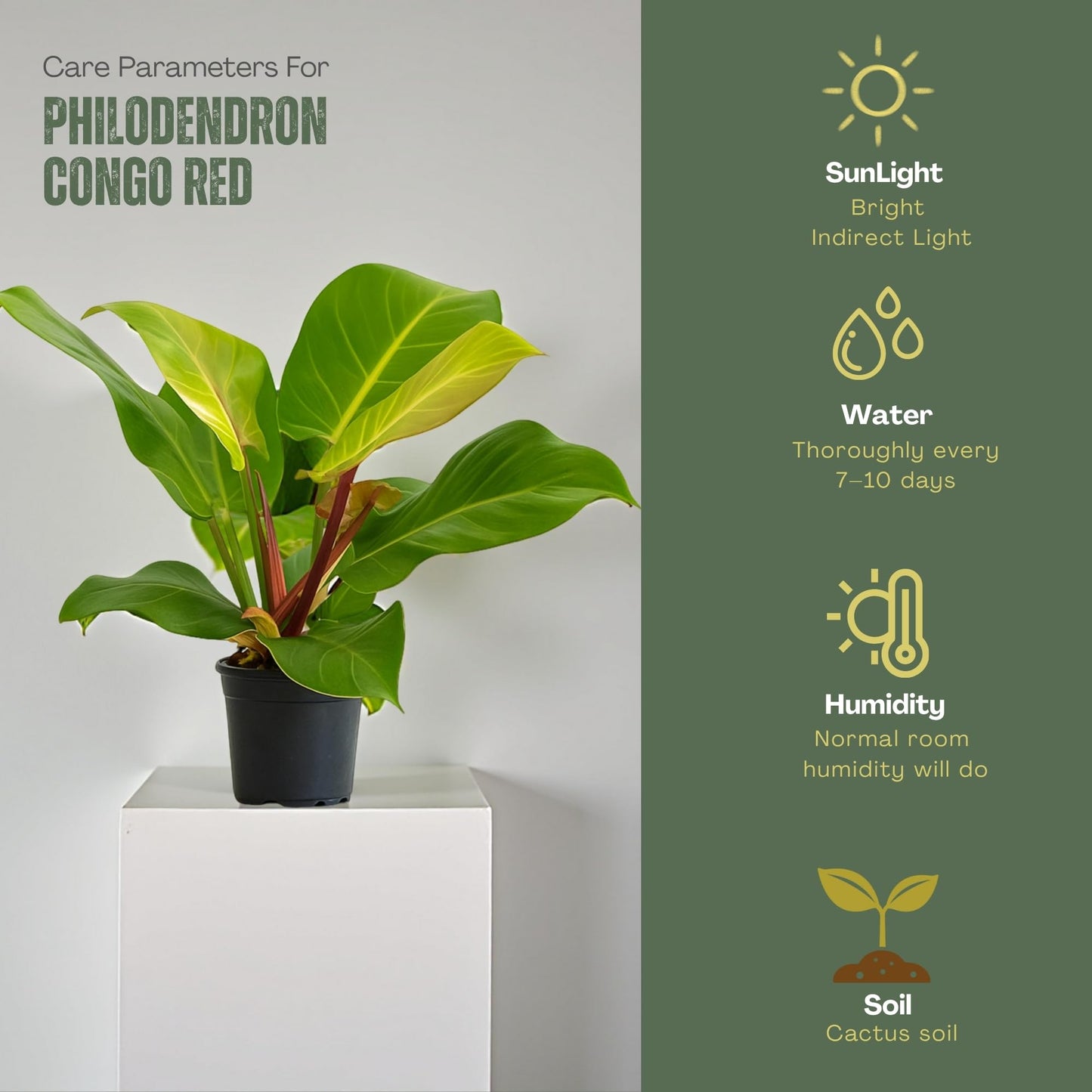 Philodendron 'Yellow Flame' – 4” Live Plant – Stunning Golden Foliage – Easy-Care Indoor Houseplant for Home or Office Décor (Heat Pack Included)
