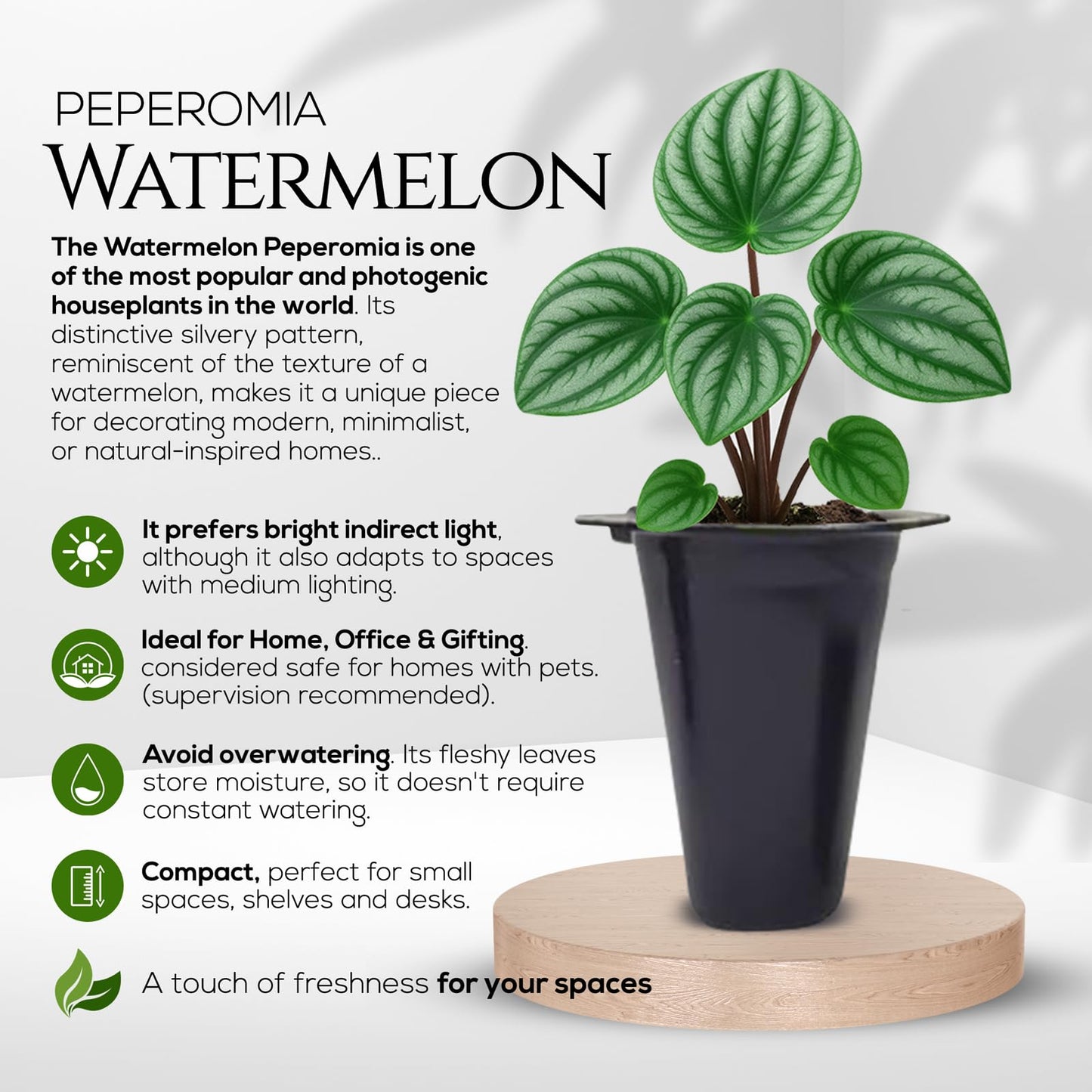Peperomia Plant Collection (4 Pack)– Set of Rare Varieties | Watermelon, Frost, Eden Rosso & Piccolo Banda | Easy Indoor Houseplants, Live Plants for Home Decor (Peperomia Collection)