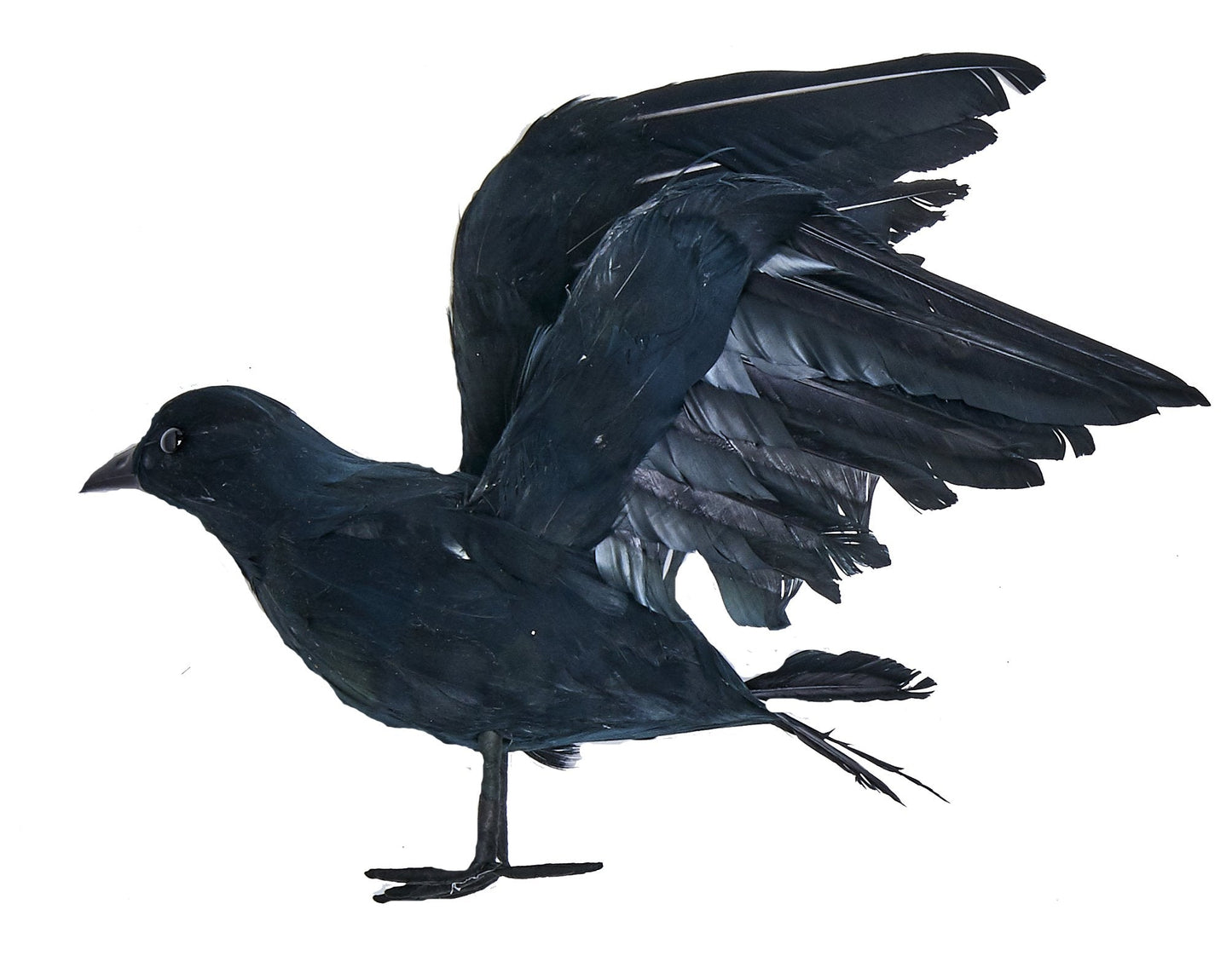 Worth Imports 10" Feathered Crow