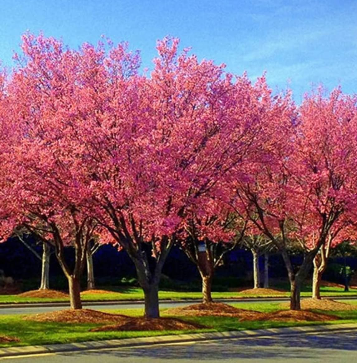 Okame Flowering Cherry Tree - 10-16" Tall Live Plant - Quart Pot - Pink Cherry Blossom Seedling - Prunus 'Okame'