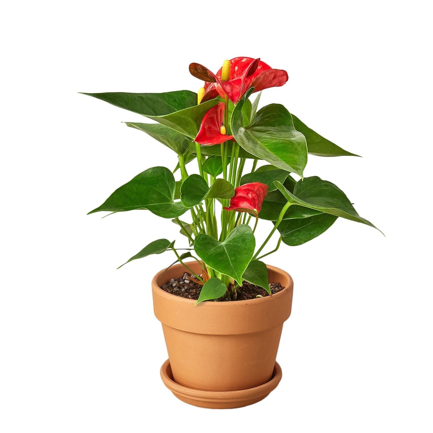 Anthurium 'Red' | Live Plant for Indoor & Outdoor | for Living Room, Office, Bathroom | (4" Pot)
