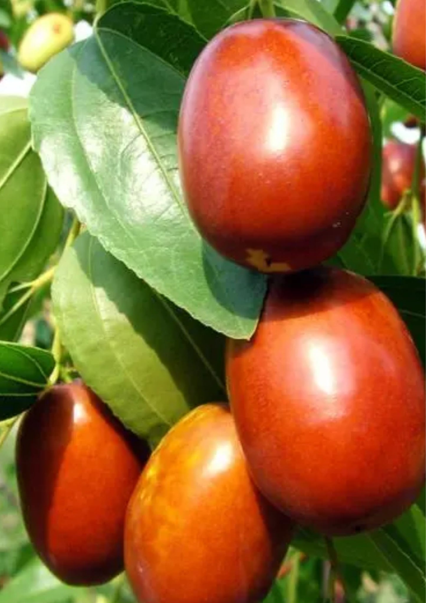 9 Months Old Li Jujube Tree Live Plant, 10-14 Inches Tall for Planting, Ready to Bear Fruit Within 1-3 Years, Dormant in Winter