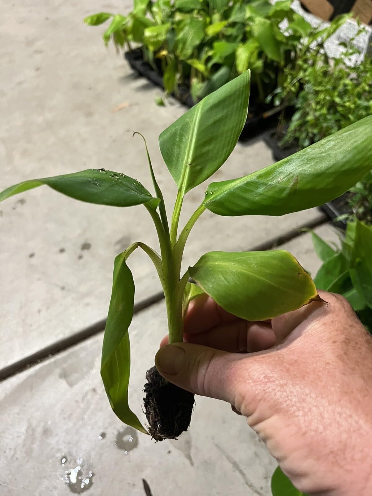 Live Plant - Grand Nain 1 Banana Tree