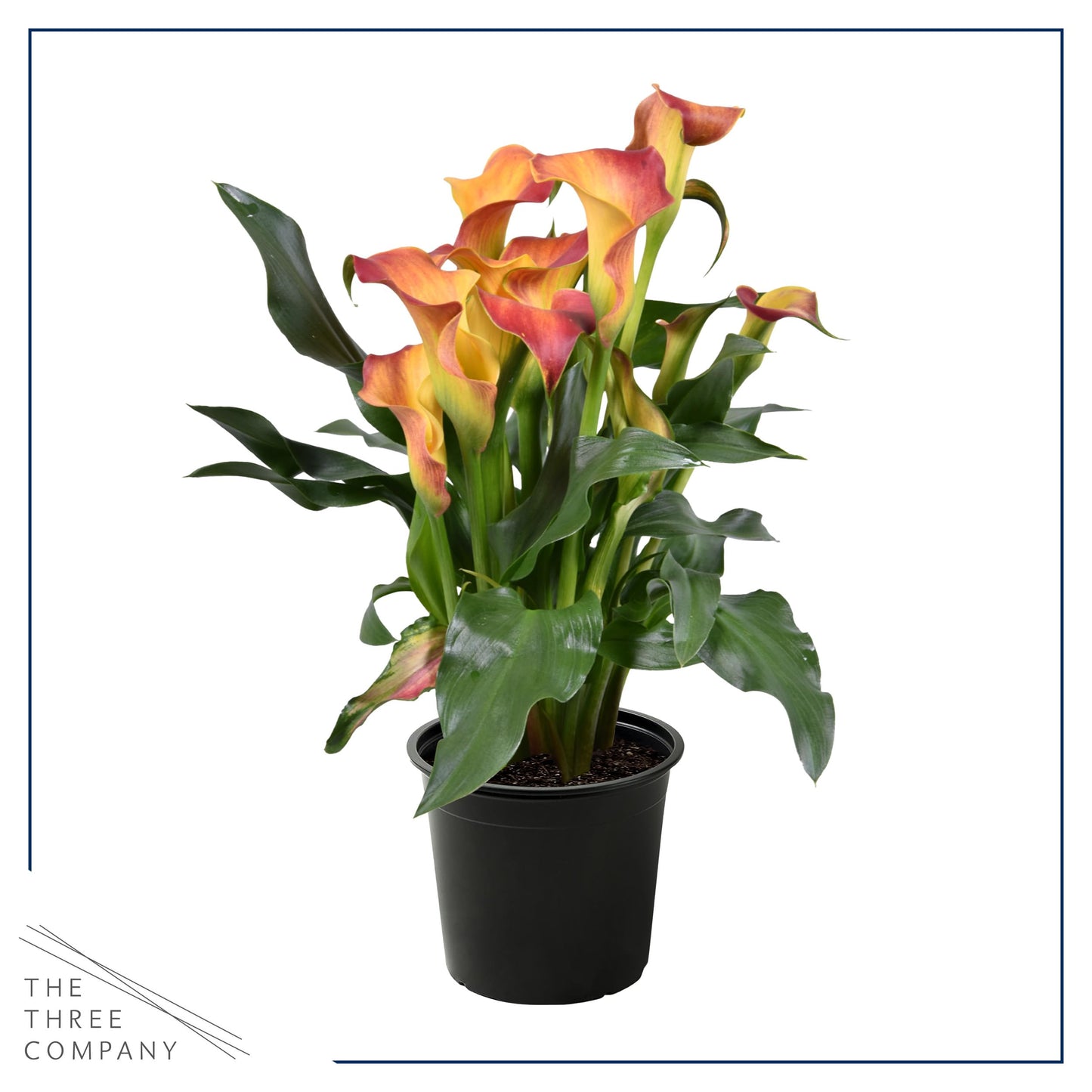 Live Flowering Calla Lily (2 Plants Per Pack) - Orange, 3+ Blooms - Beautiful Spring Perennial - 12" Tall by 5" Wide in 1 Qt Pot