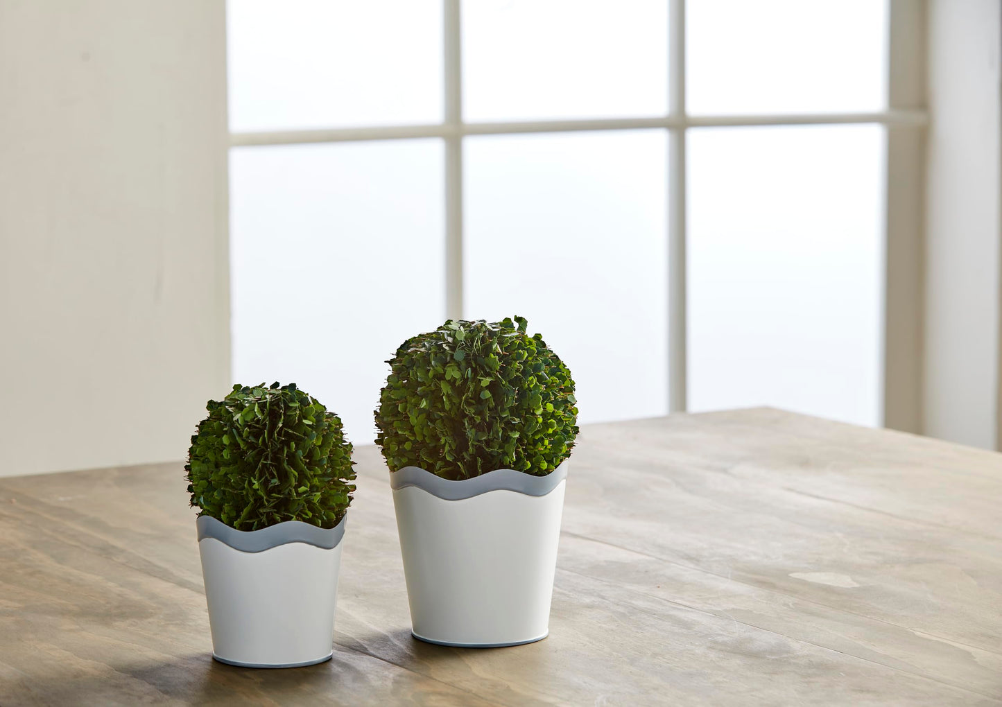 Mud Pie Scalloped Boxwood Pot, Small, 4" x 3"