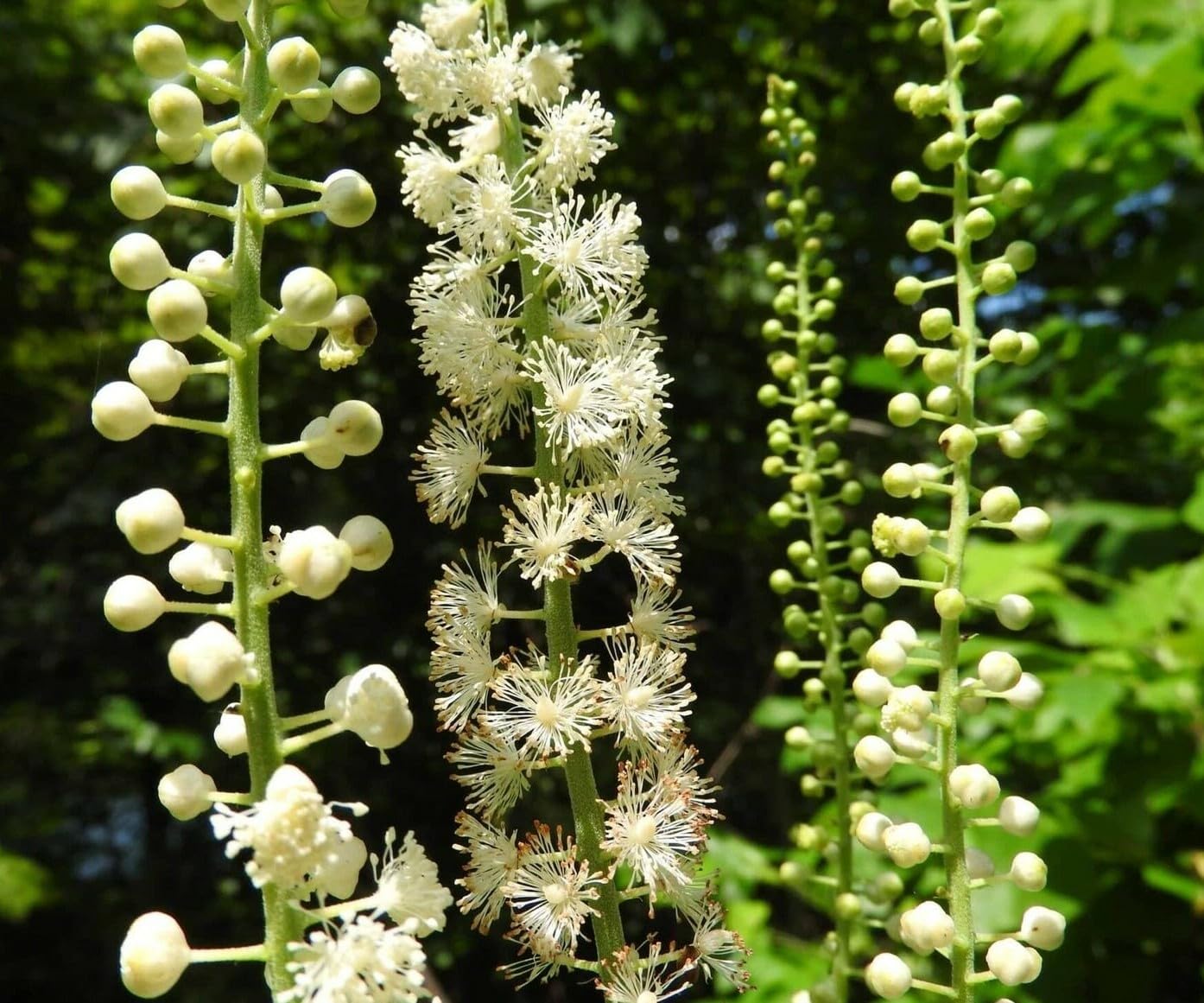 Live Plant - 5 Black Cohosh Bulbs/Roots - Black Snakeroot, American Bugbane, Fairy Candles