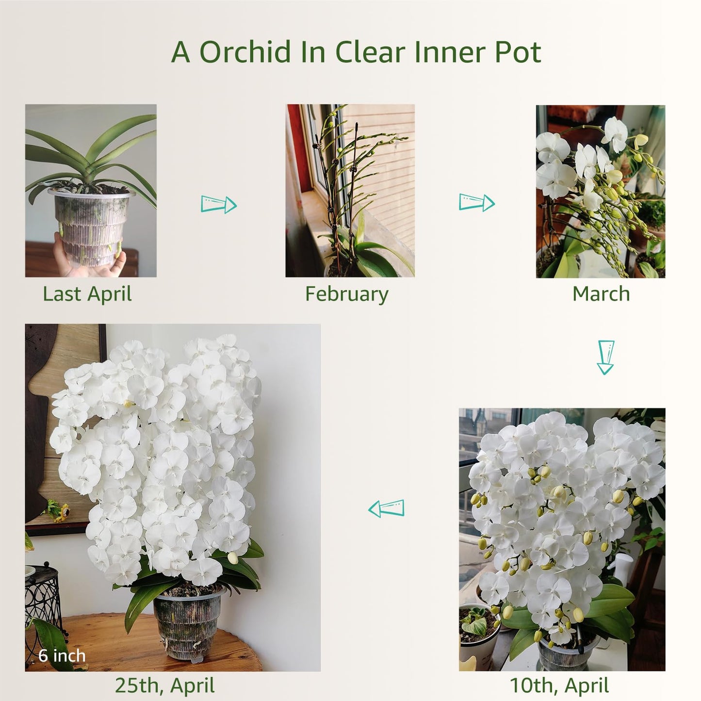 Meshpot 5 inch Orchid Pots with Holes for Repotting with Excellent Airflow, Set of 1, Double Layer Plastic Imitate Ceramic Orchid Planter, Clear Orchid Pot Match Decorative Orchid Container