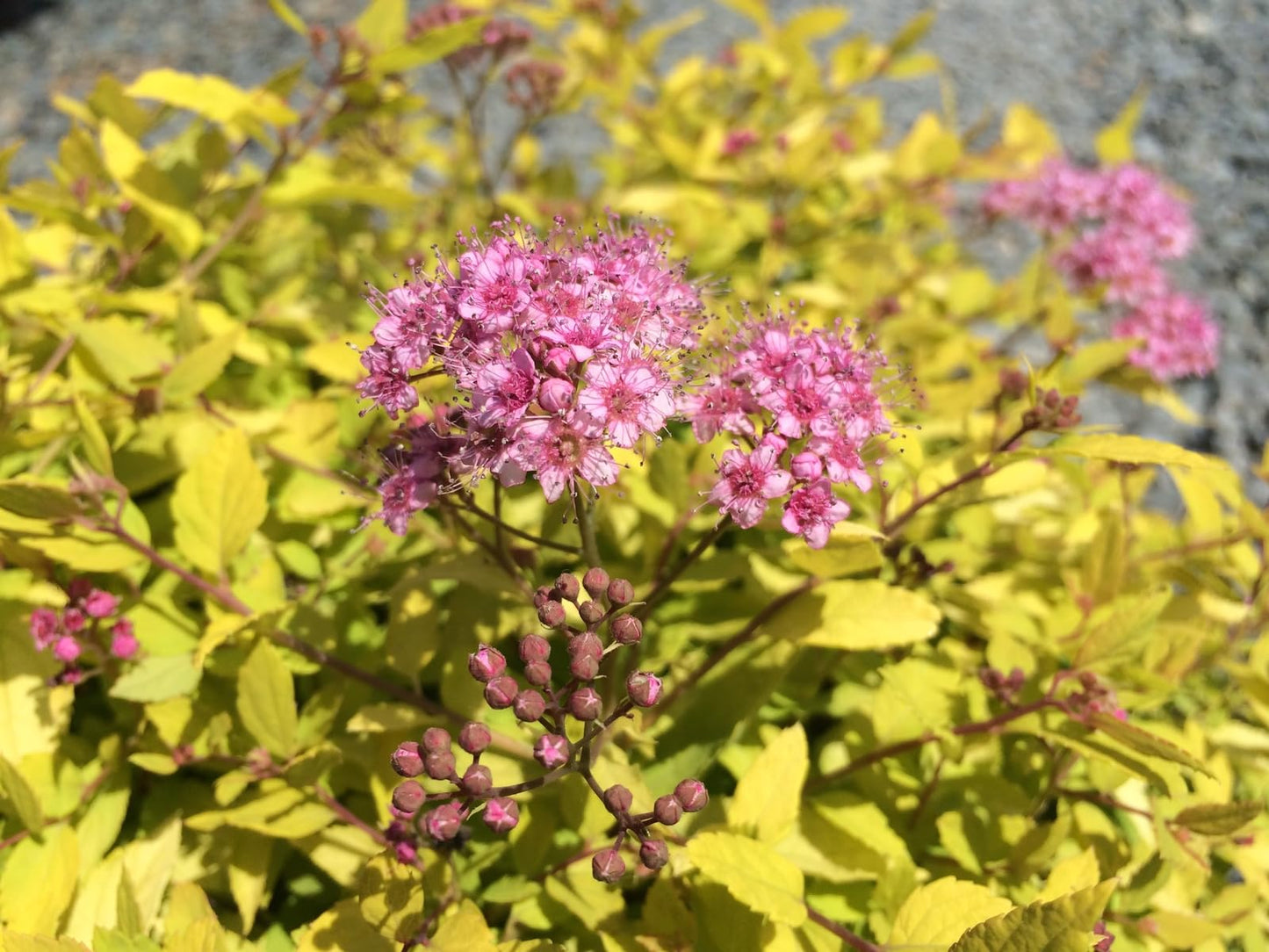 Live Plant - Mini/Dwarf Gold Mound Spirea, Live Bush, Quart Pot, Spiraea Japonica 'Mini Gold'