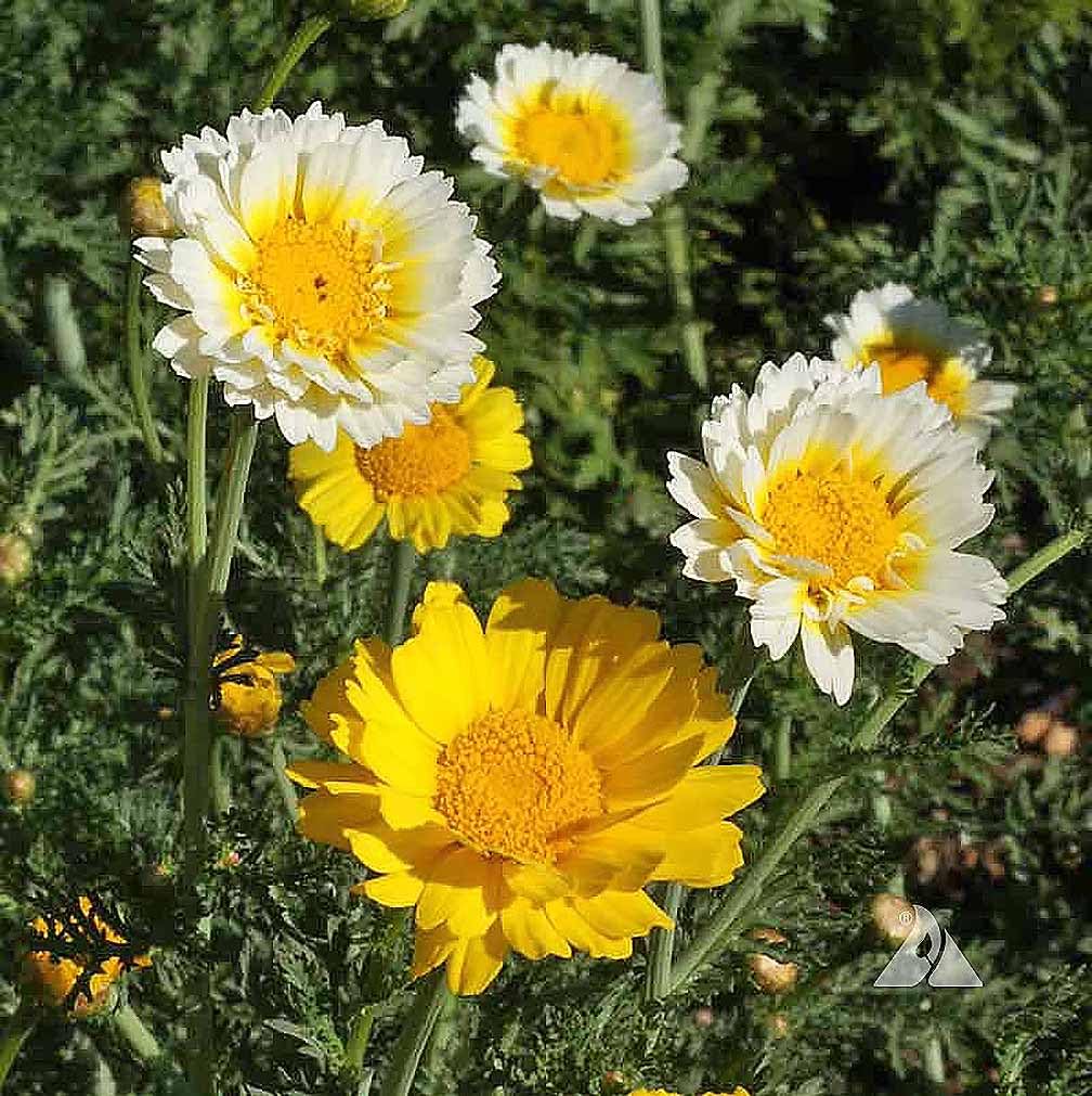 1000 Seeds - Garland Daisy - Perennial, Full Sun Daisy…
