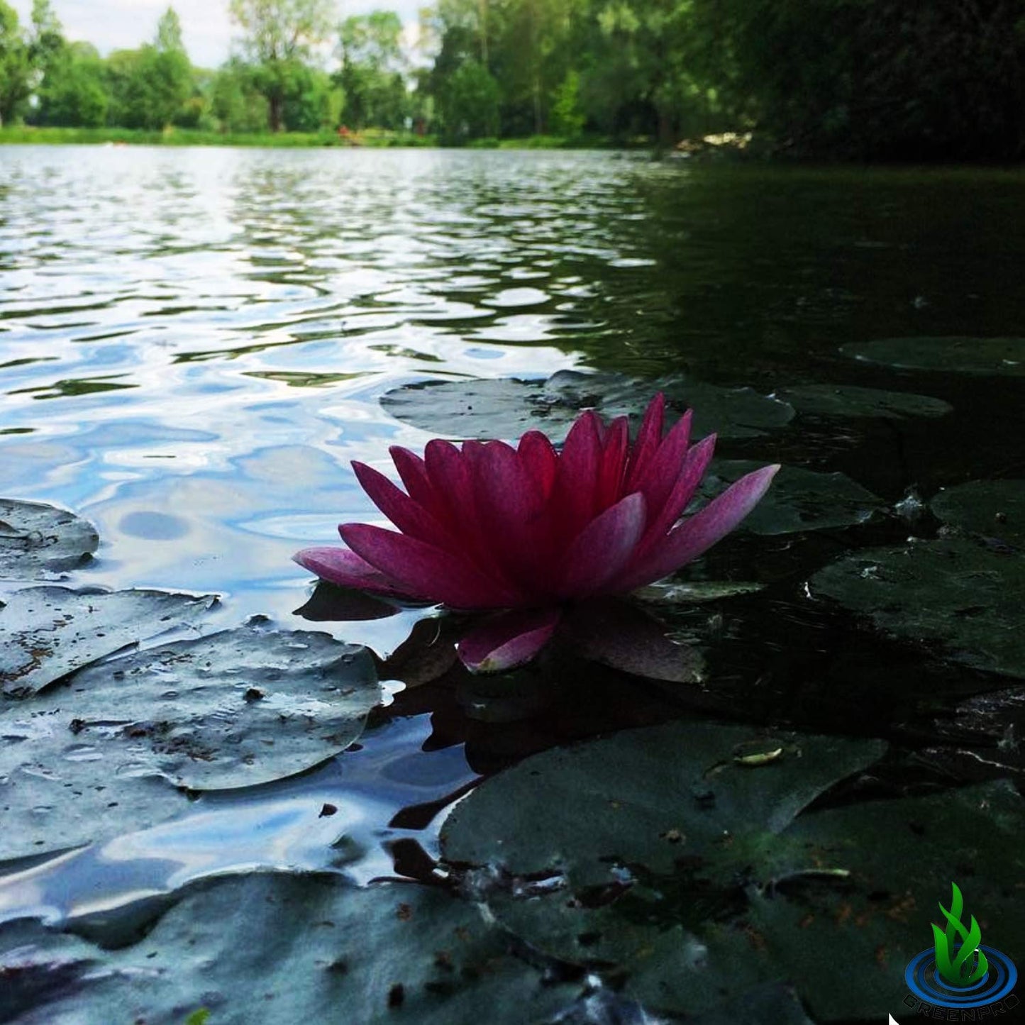 Nymphaea Attraction Red Hardy Water Lily Tuber Rhizome Live Aquatic Plants for Pond Water Garden