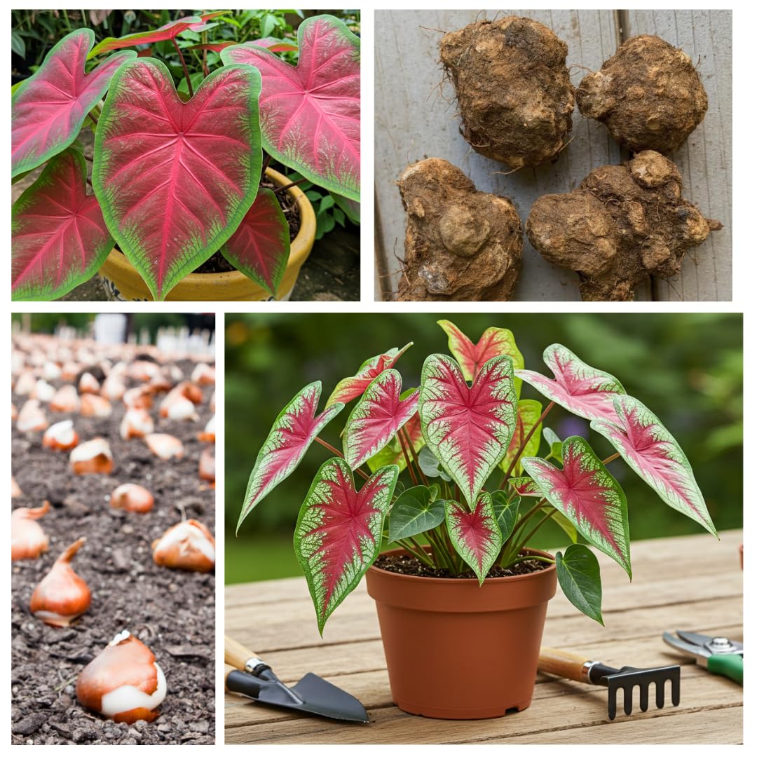 Dragon Heart Caladium Bulbs for Planting - Perennial Hosta, Elephant Ears, Fancy (6 Bulbs)