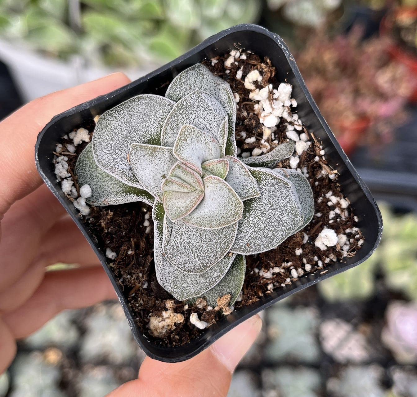 USKC Live Cactus and Succulent Plants (2" Pot Crassula Morgan's Beauty)