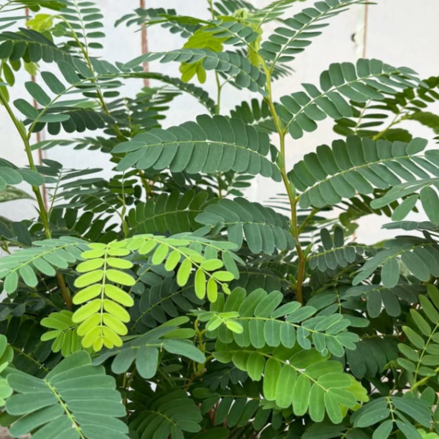 Tamarind Tree Live Plant, Tropical Tamarind Fruit Tree, 2-3 Feet in Gal Pot, Outdoor Planting
