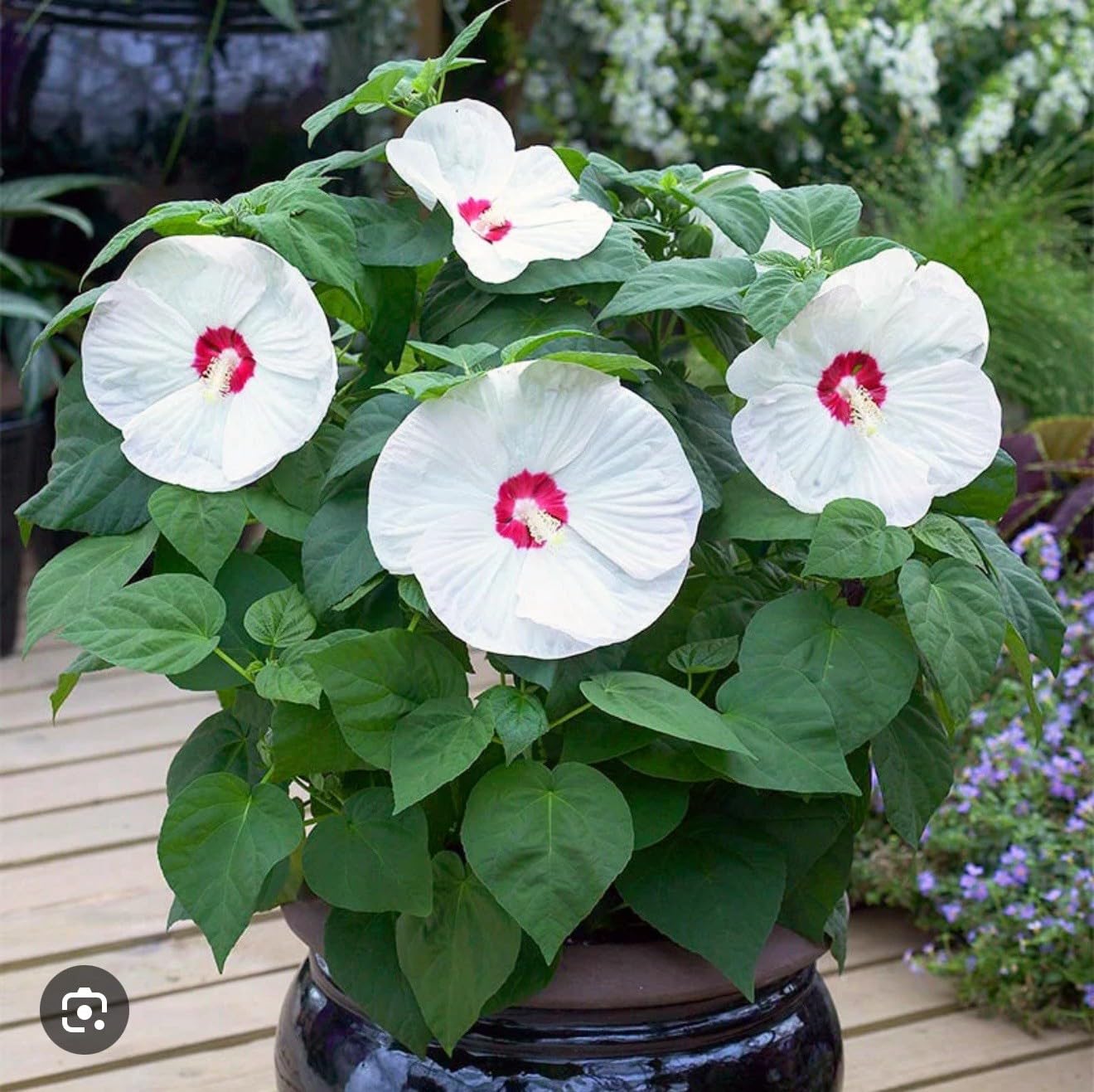Live Plant - Luna White Hibiscus moscheutos-Small Rooted Starter Plant-Huge 8-10” Blooms