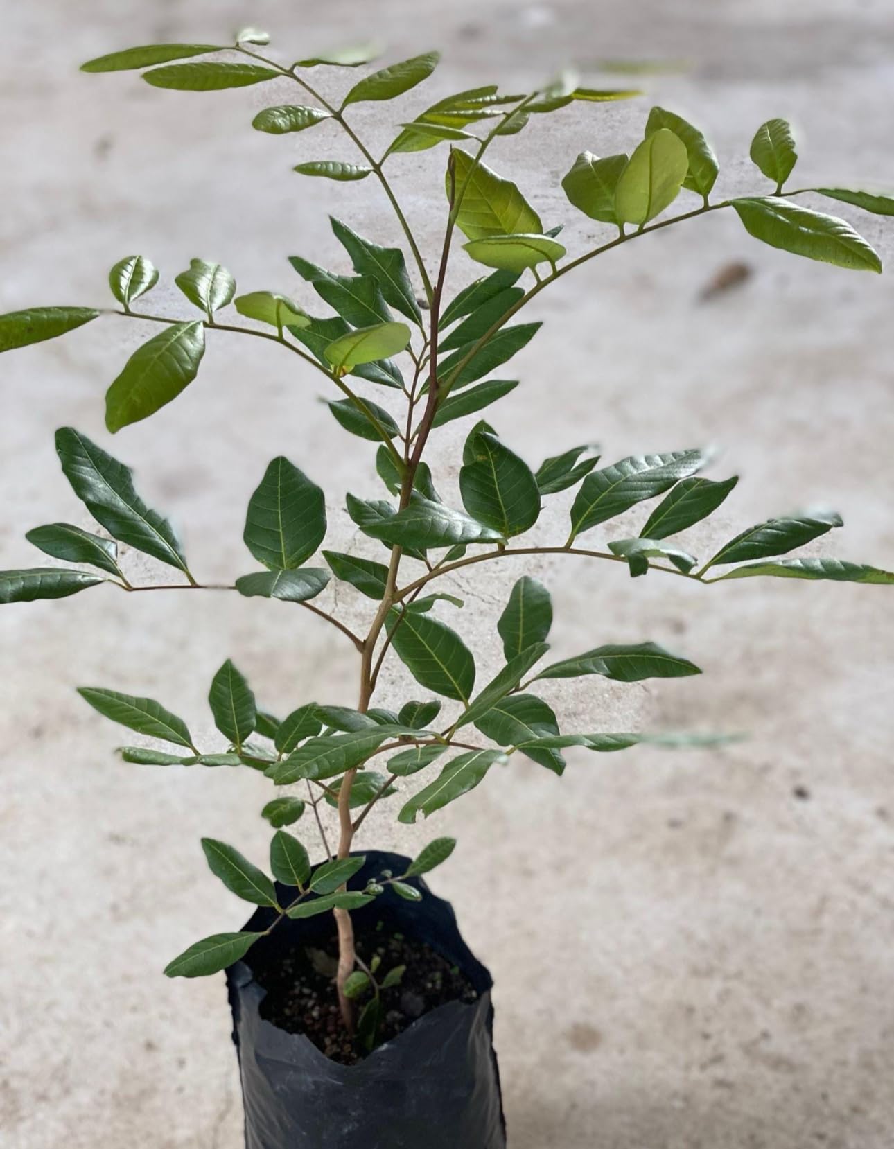 Longan (Dimocarpus Longan) Dragon Eye Tropical Live Fruit Tree(12ich-18inch) Arbol frutal