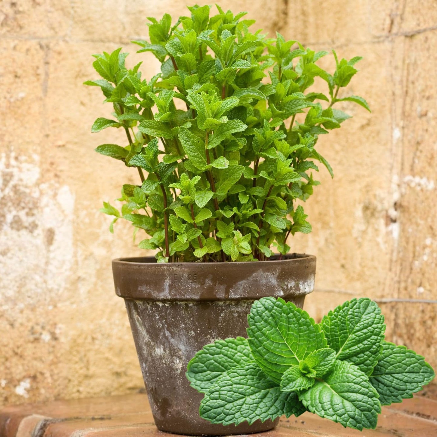 6 Spearmint Mint Live Herb Plants, 3–6 Inches Tall, Fragrant Mint Plants for Indoor Outdoor Garden, Patio, and Culinary Growing